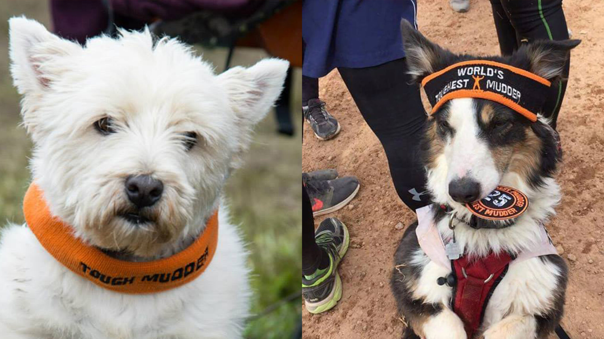 17 Tough Mudder Dogs In Headbands That Look Better In It Than You Do